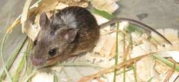 Image of Herb Field Mouse