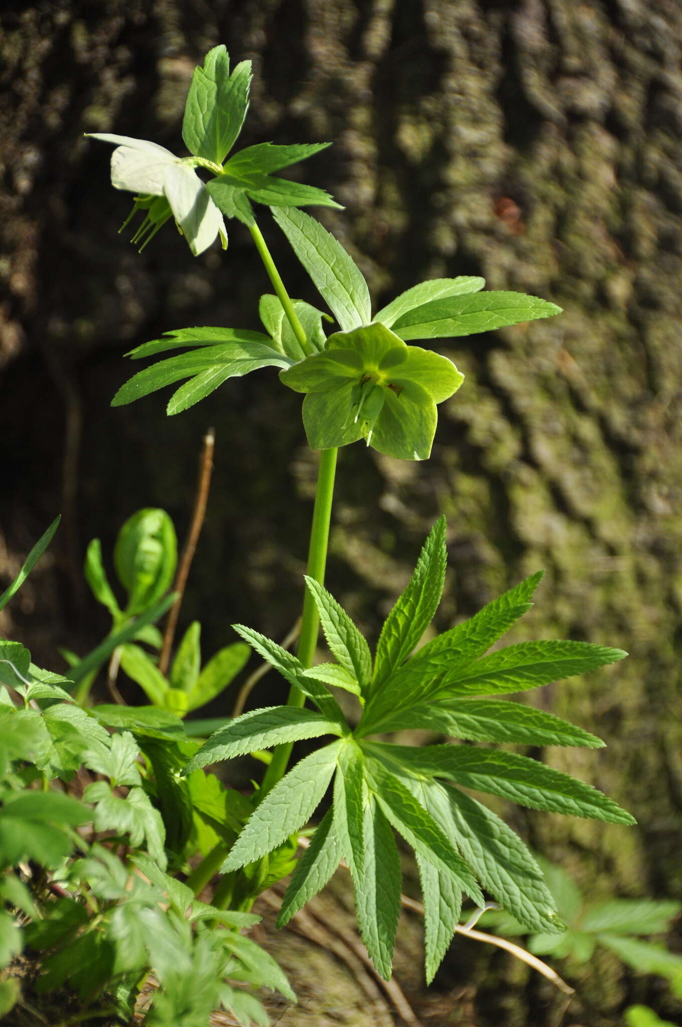 Image of Helleborus dumetorum subsp. dumetorum