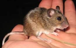 Image of Herb Field Mouse