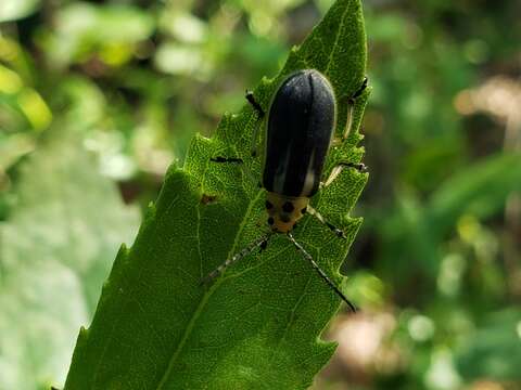 Image of Groundselbush Beetle