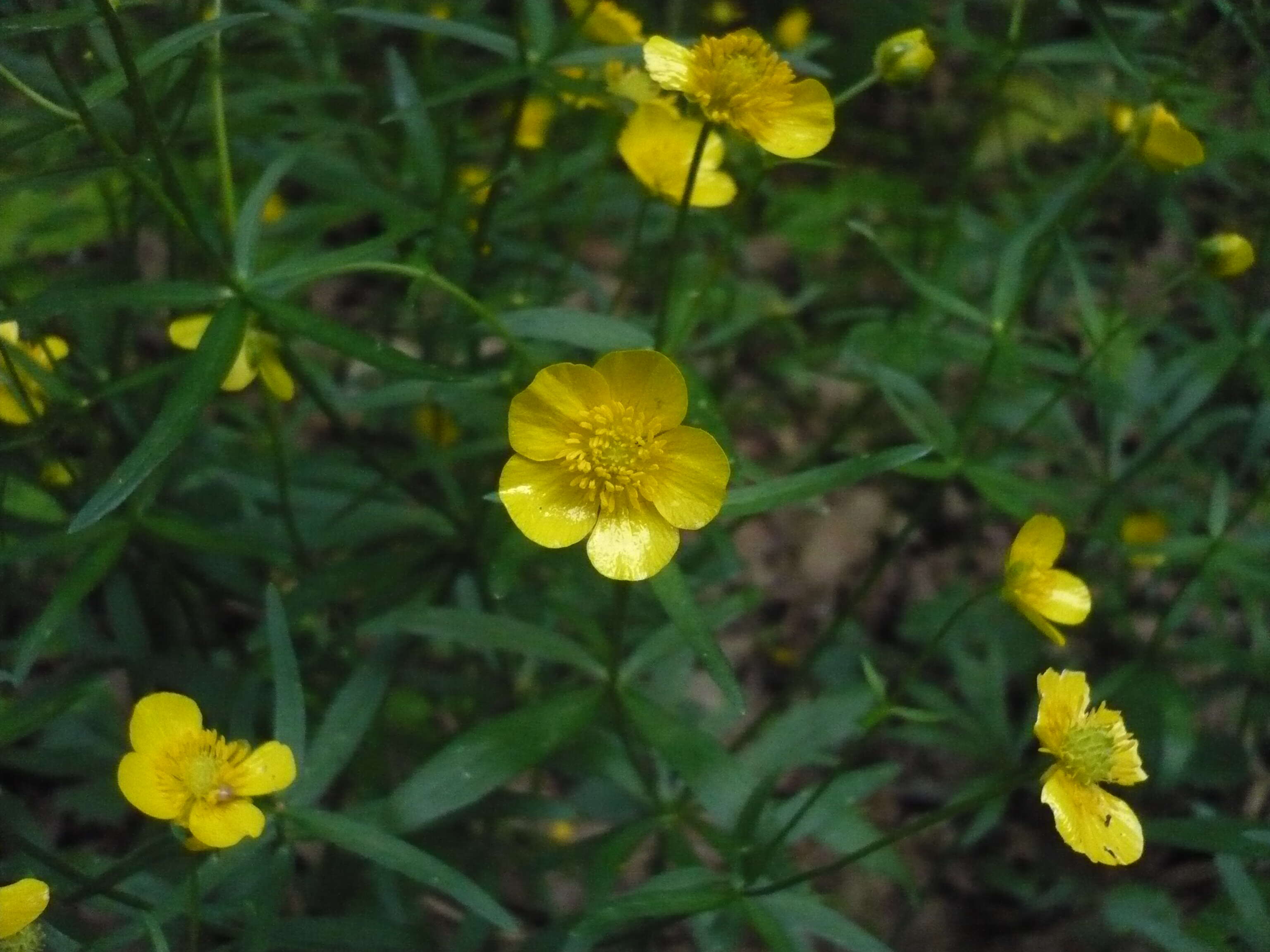 Image of Goldilocks Buttercup