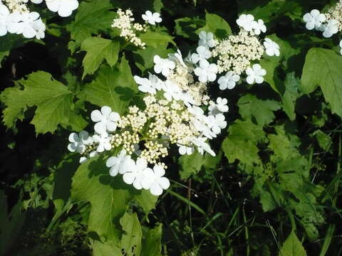 Imagem de Viburnum opulus L.