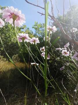 Image of Candytuft