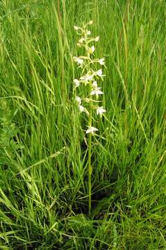 Image of lesser butterfly-orchid