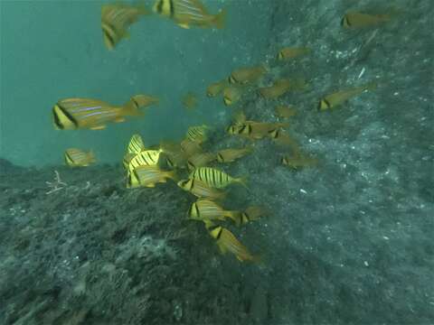 Image of Panama porkfish