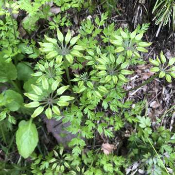 Image of Coptis japonica (Thunb.) Makino