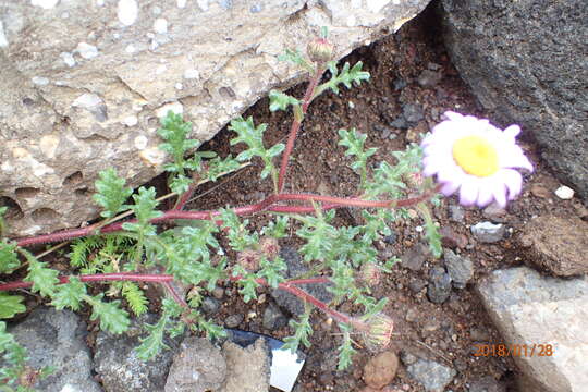 Image de Afroaster erucifolius (Thell.) J. C. Manning & Goldblatt