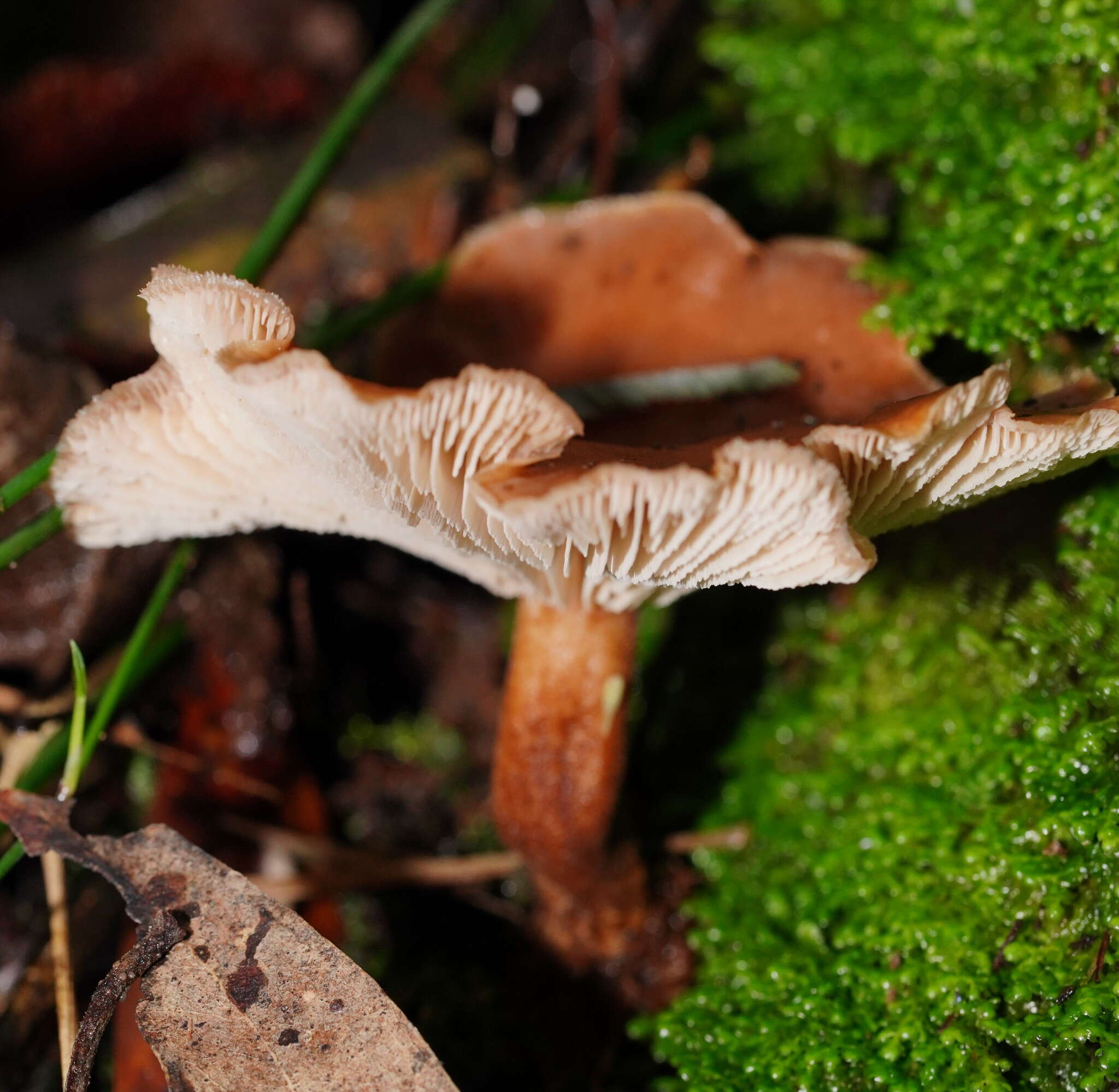 Image of Lentinellus tasmanicus R. H. Petersen 2004