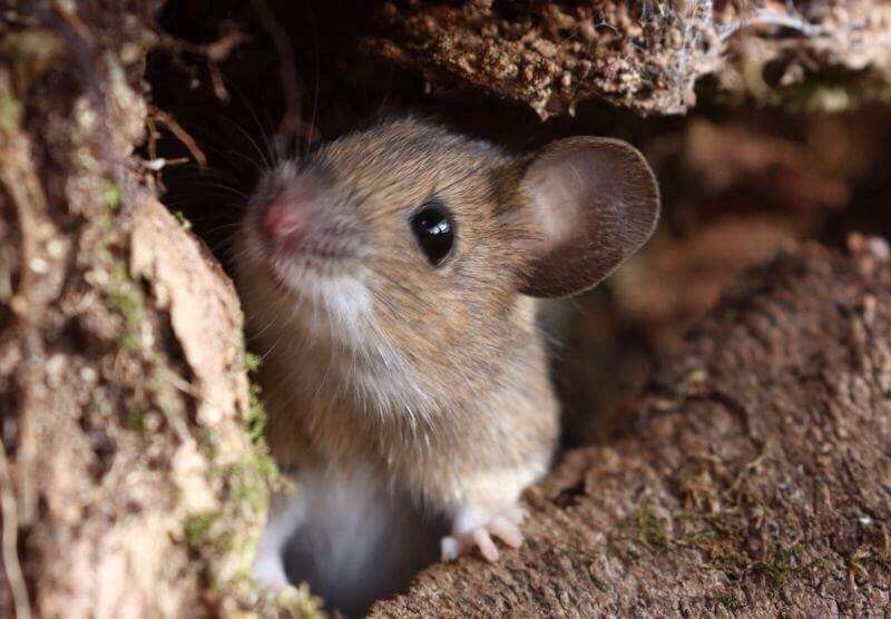 Image of Yellow-necked Field Mouse