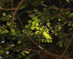 Image of Adenopodia spicata (E. Mey.) C. Presl