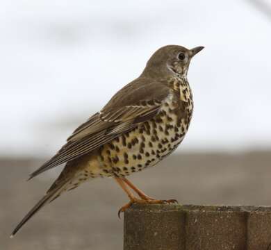 Image of Mistle Thrush