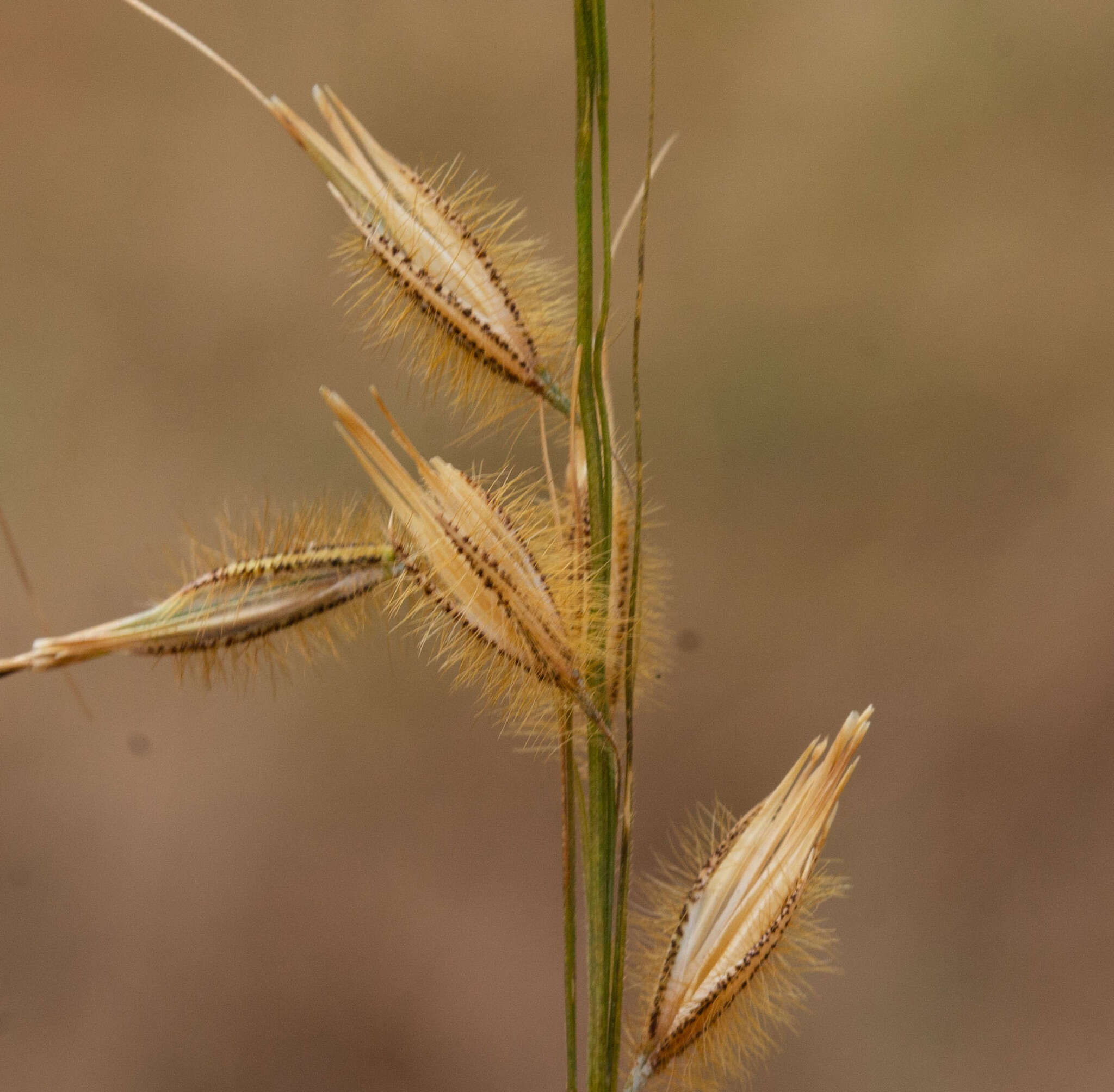 Слика од Loudetiopsis chrysothrix (Nees) Conert