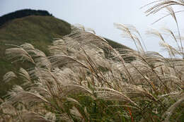 Imagem de Miscanthus sinensis Andersson