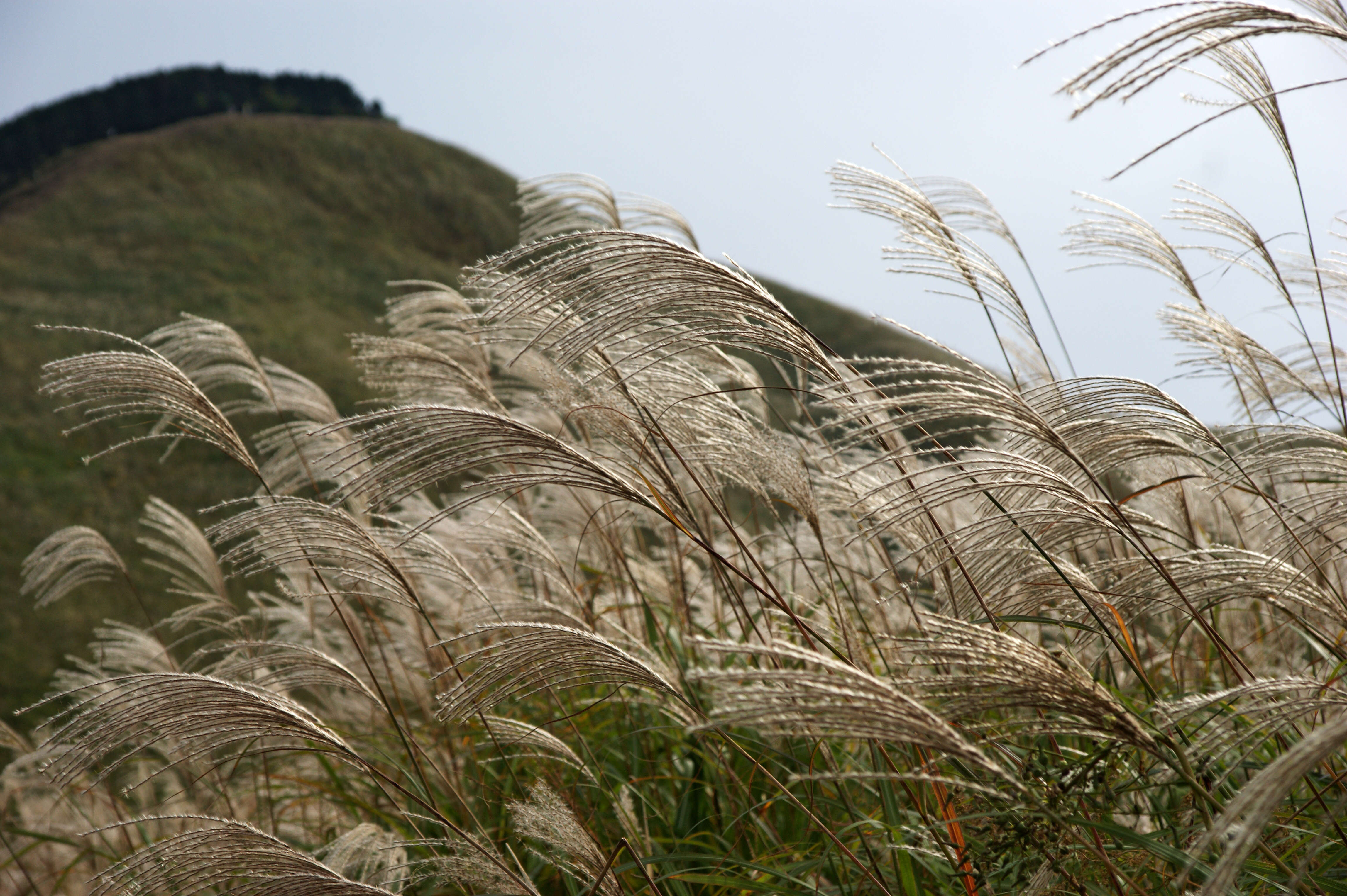 Imagem de Miscanthus sinensis Andersson