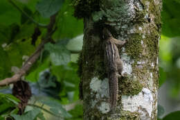 Image of Alexander's Bush Squirrel