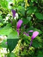 Plancia ëd Hypoestes purpurea (L.) R. Br.