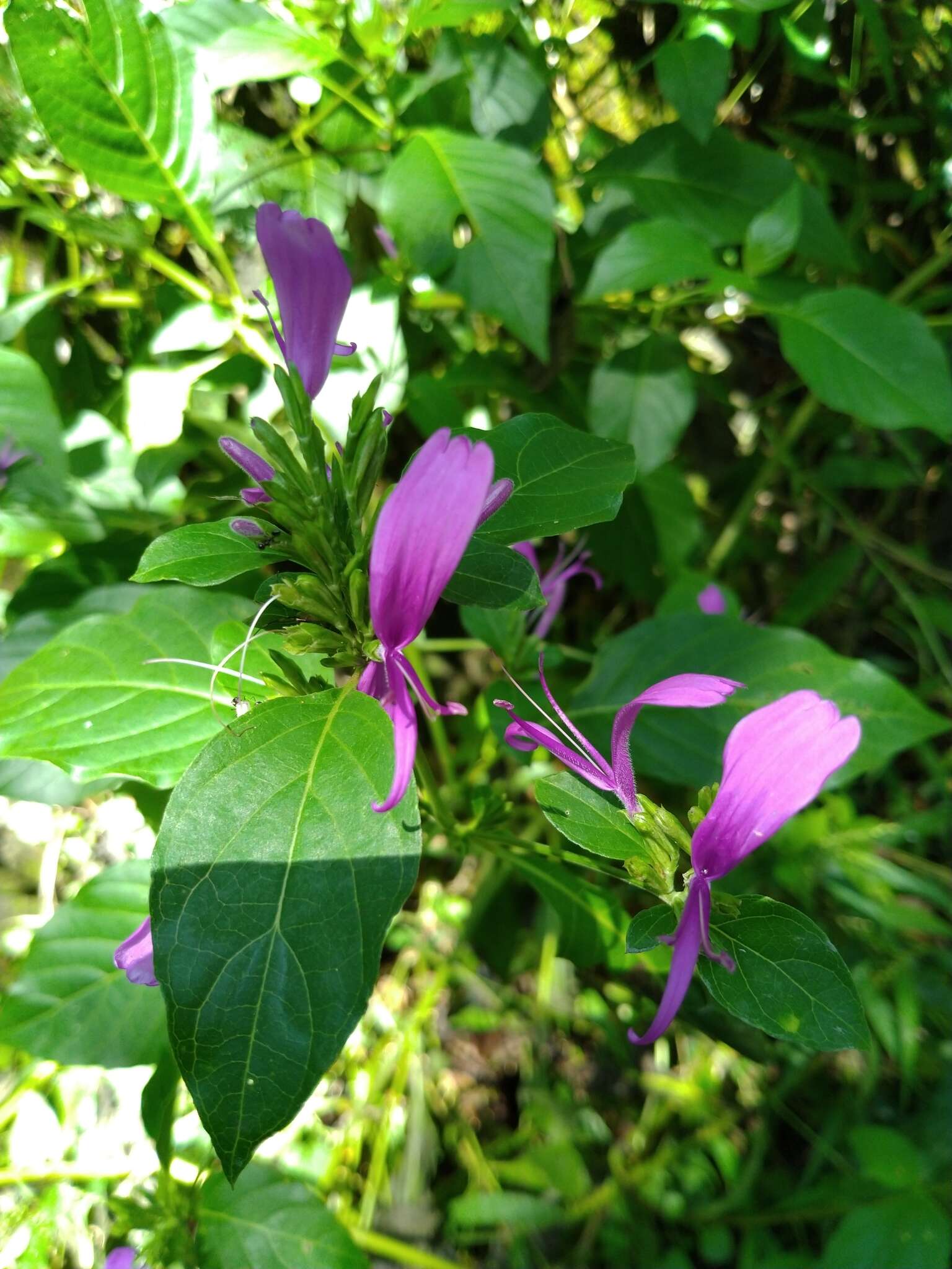 Hypoestes purpurea (L.) R. Br. resmi