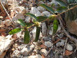 Image de Morinda royoc L.