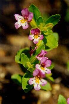 Plancia ëd Mimulus