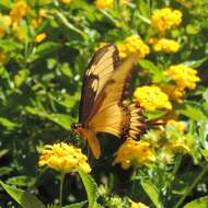 صورة Papilio astyalus Godart 1819