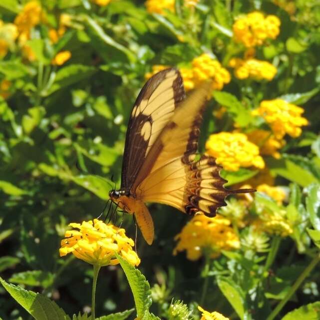 Слика од Papilio astyalus Godart 1819