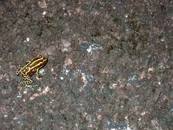 Image of Zimmermann's Poison Frog