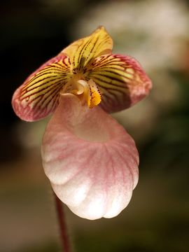 Image of Silver slipper orchid