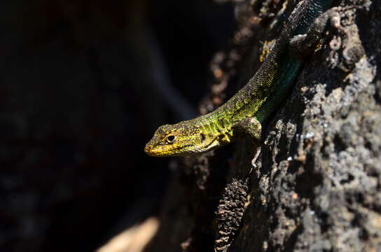 Image of Thin Tree Iguana