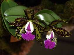 Image of Lady Ackland's Cattleya