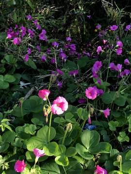 Image of red-flower woodsorrel