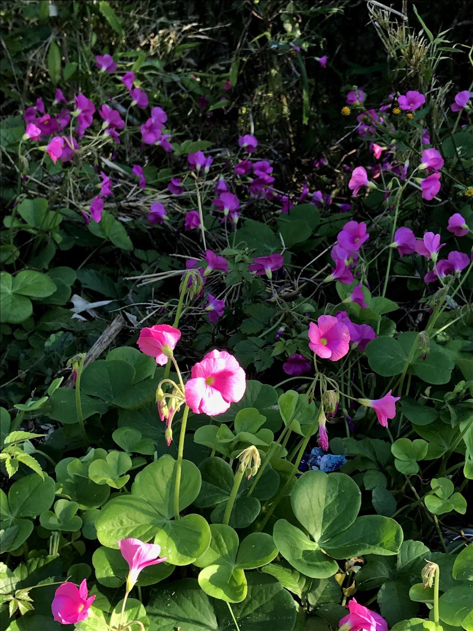 Image of red-flower woodsorrel