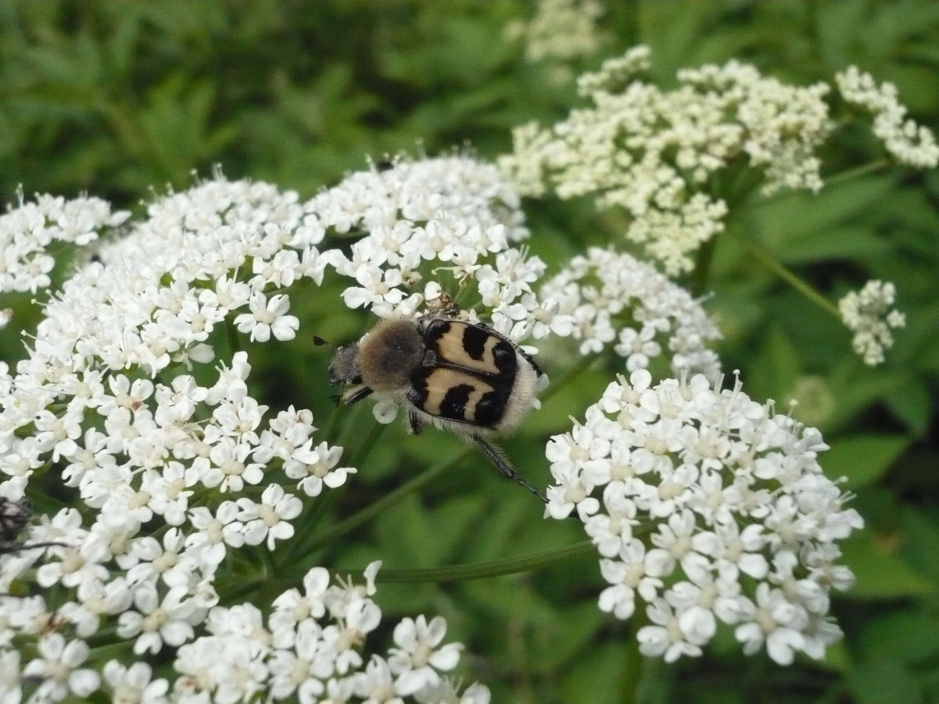 Image of Bee beetle