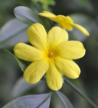 Image of Japanese jasmine