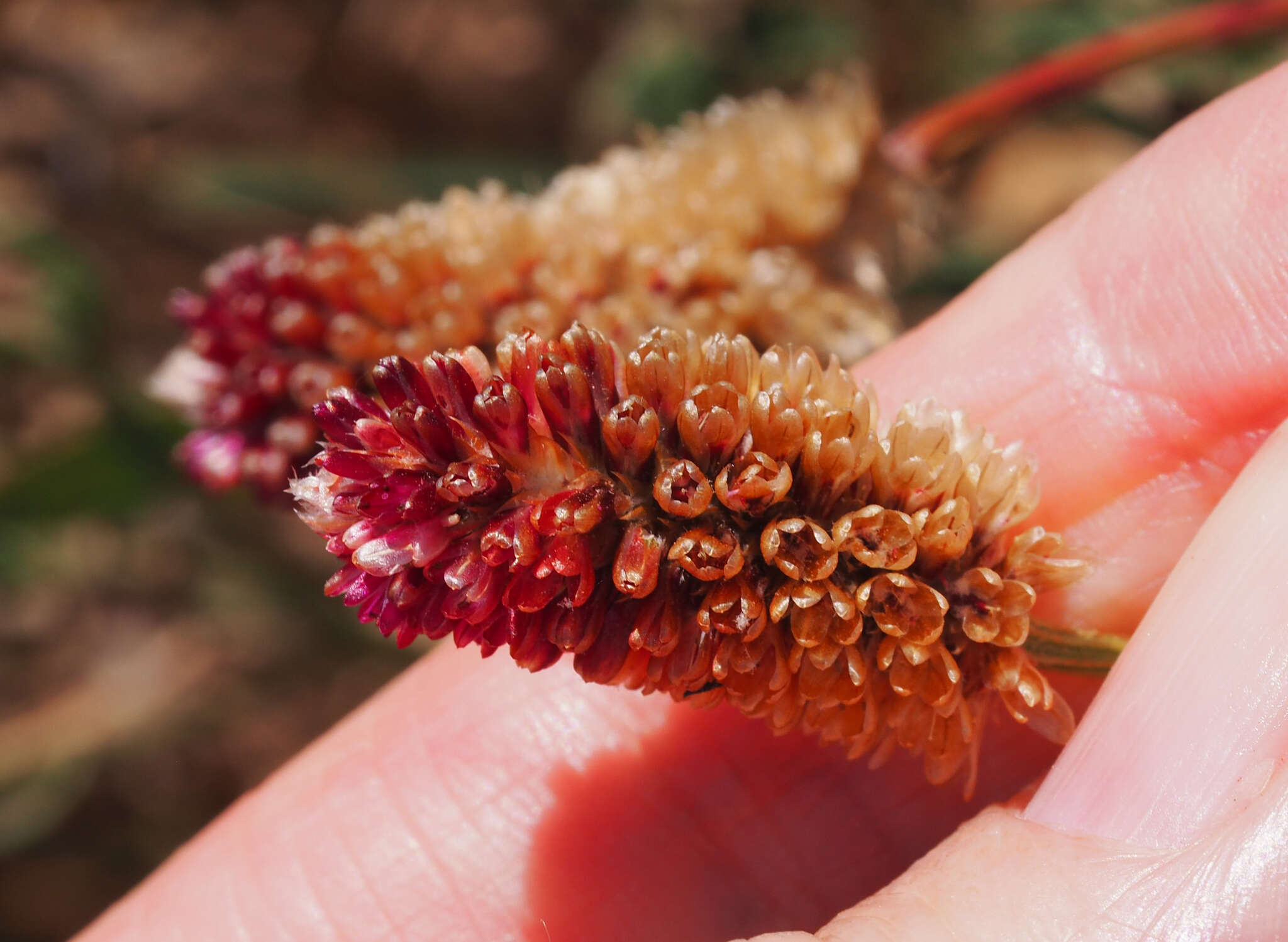 Image of Ptilotus spicatus F. Müll. ex Benth.