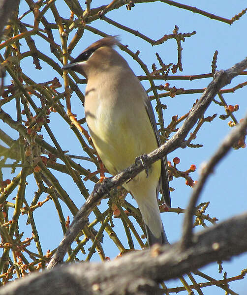 Image of Waxwing