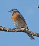 Image of Western Bluebird