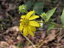 Image of starry rosinweed