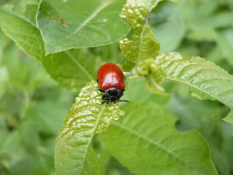 Image of Chrysomela populi