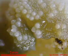 Image of Hypomyces leotiicola Rogerson & Samuels 1985