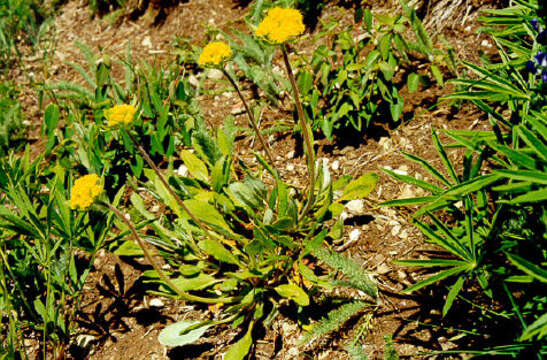 Imagem de Eriogonum flavum Nutt.