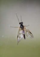 Image of Small Fleck-winged Snipe Fly