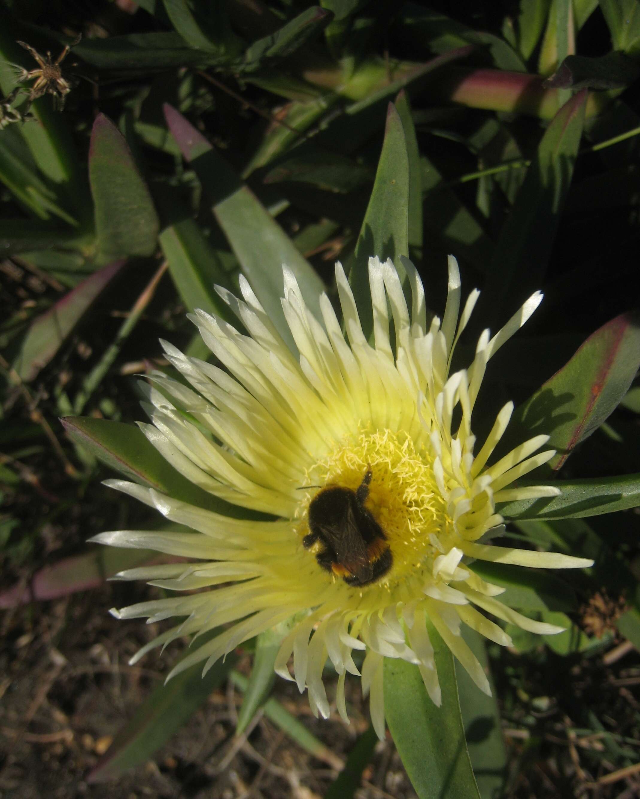 Image of hottentot fig