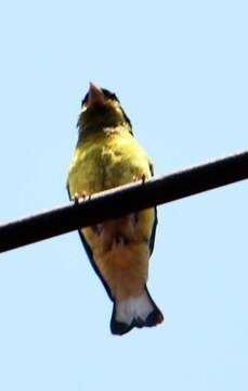 Image of Lesser Goldfinch