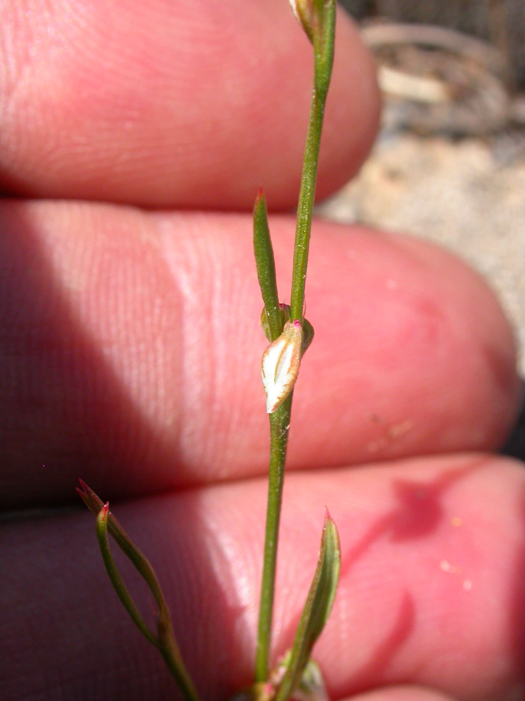 Image of Douglas' knotweed