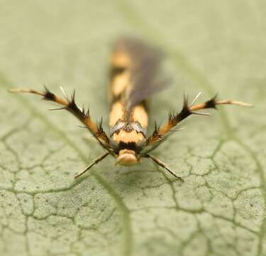 Image of Stathmopoda pedella Linnaeus 1761