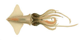 Image of Abraliopsis subgen. Abraliopsis Joubin 1896