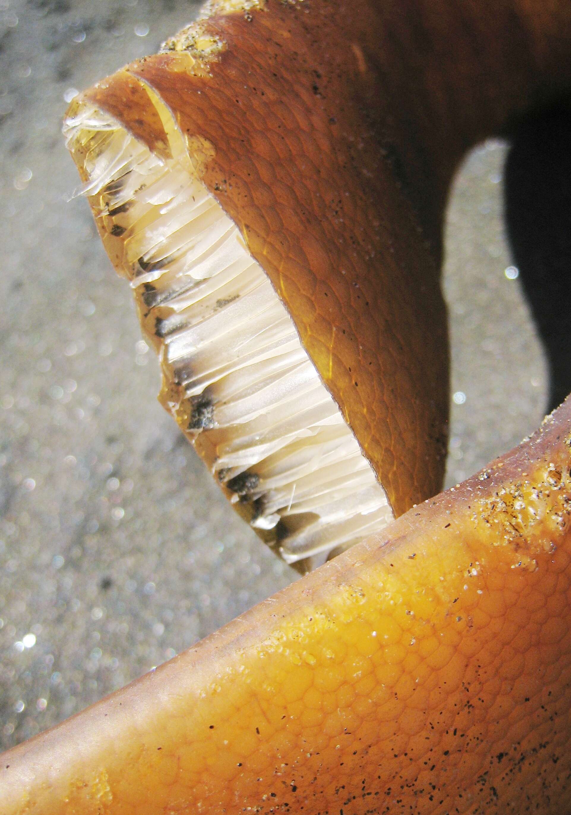 Image of New Zealand bull kelp