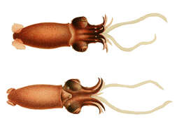 Image of Bathyteuthis Hoyle 1885