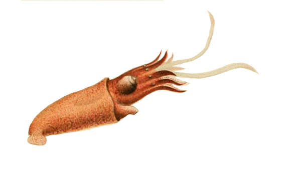 Image of Bathyteuthis Hoyle 1885