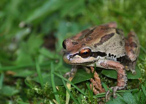 Image of Northern Pacific Treefrog